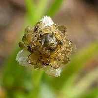 Eriocaulon minimum Lam.